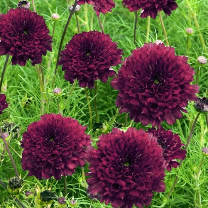 Picture of Cosmos - Double Click Cranberries